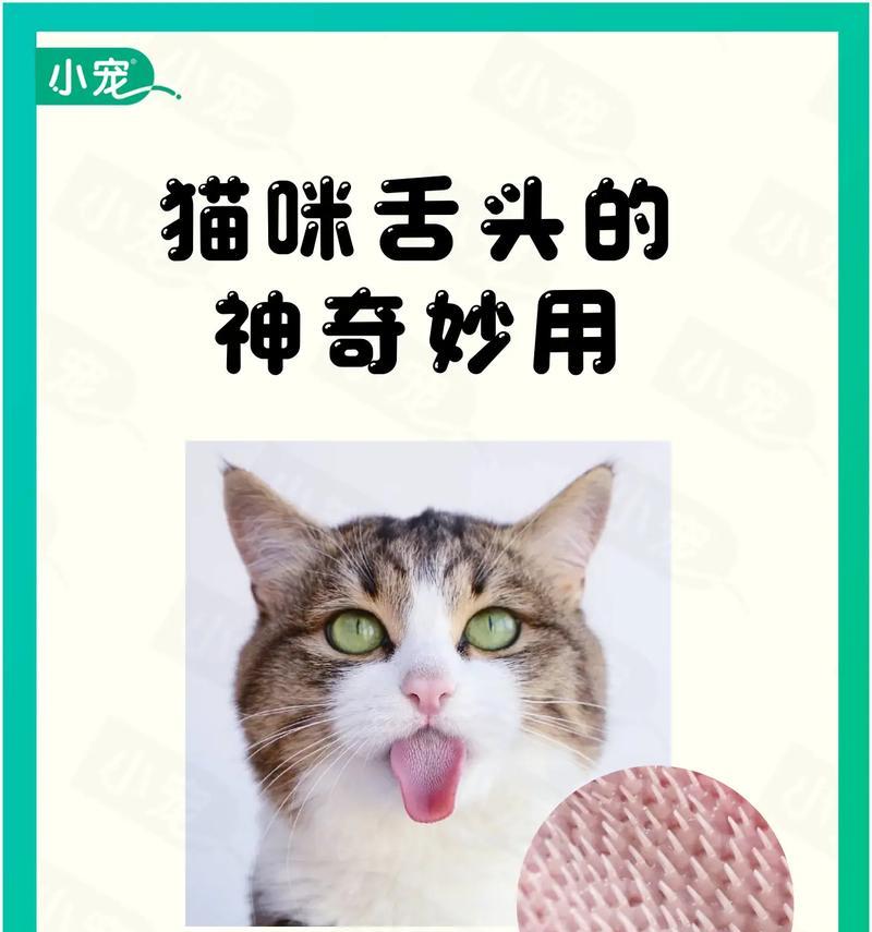 猫咪的15种神奇功能：从减压到护家的全方位陪伴