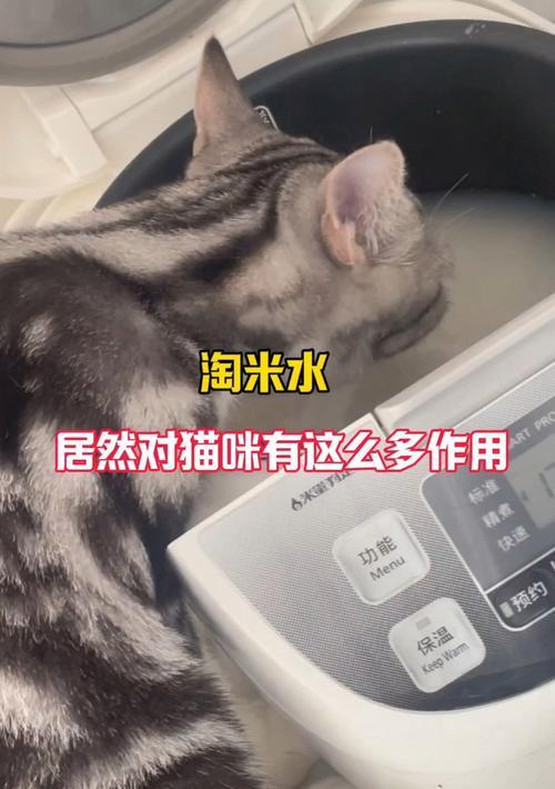 猫咪的15种神奇功能：从减压到护家的全方位陪伴