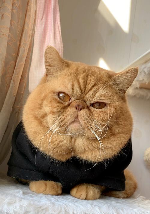 加菲猫天然粮vs商品粮哪个更好？全面对比分析指南