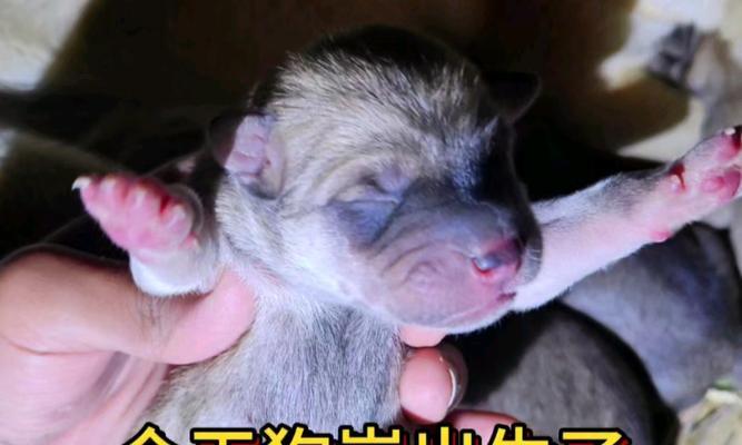 母狗产后多久能洗澡？科学护理时间指南