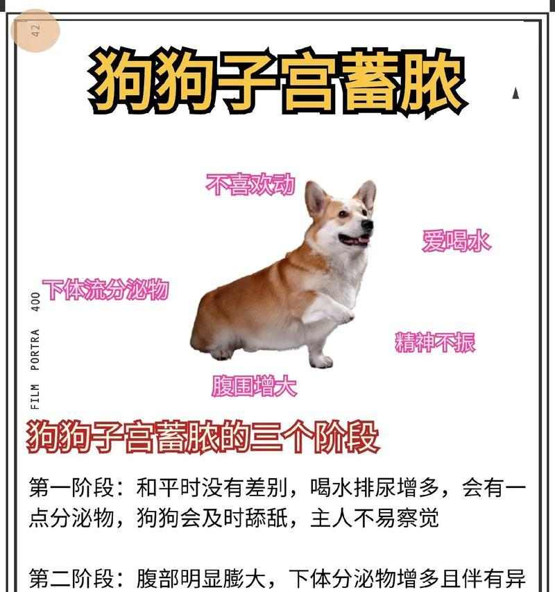 母狗产后多久能洗澡？科学护理时间指南