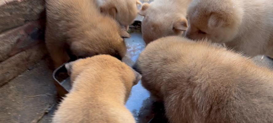 母狗产后多久能洗澡？科学护理时间指南