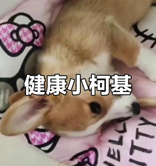 柯基3个月幼犬营养需求与狗粮选择指南