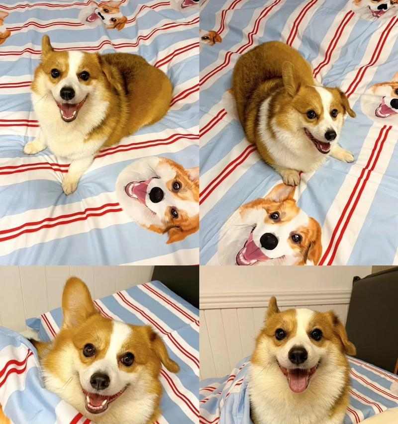 柯基3个月幼犬营养需求与狗粮选择指南