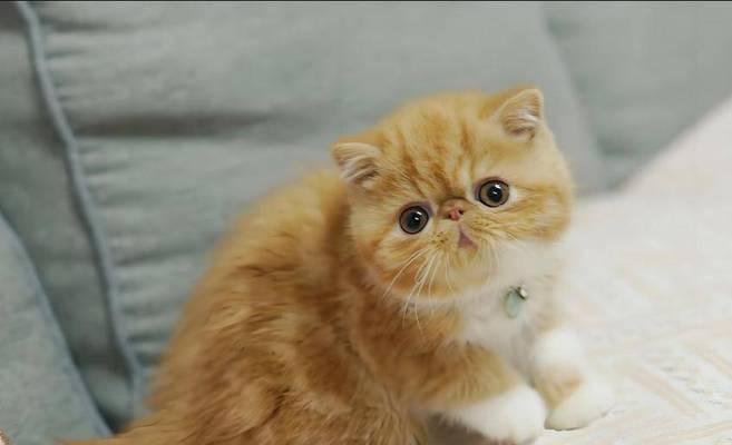 加菲猫天然粮vs商品粮哪个更好？全面对比分析指南