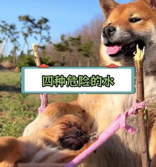 幼犬喝水时间安排全攻略，科学喂养保健康