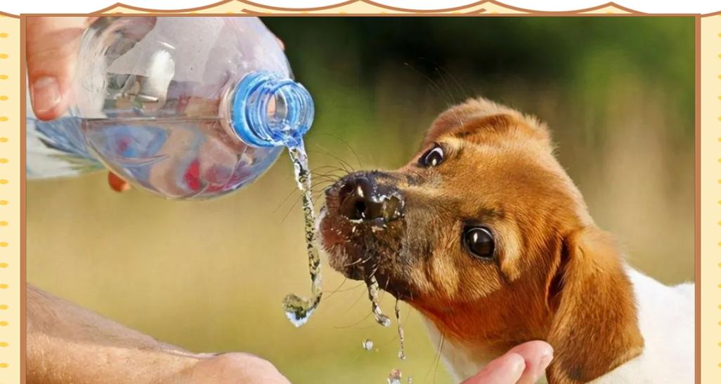 幼犬喝水时间安排全攻略，科学喂养保健康