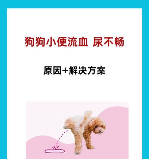 宠物长时间不排尿的危害及解决方法全攻略 宠物长时间不排尿的危害及解决方法全攻略