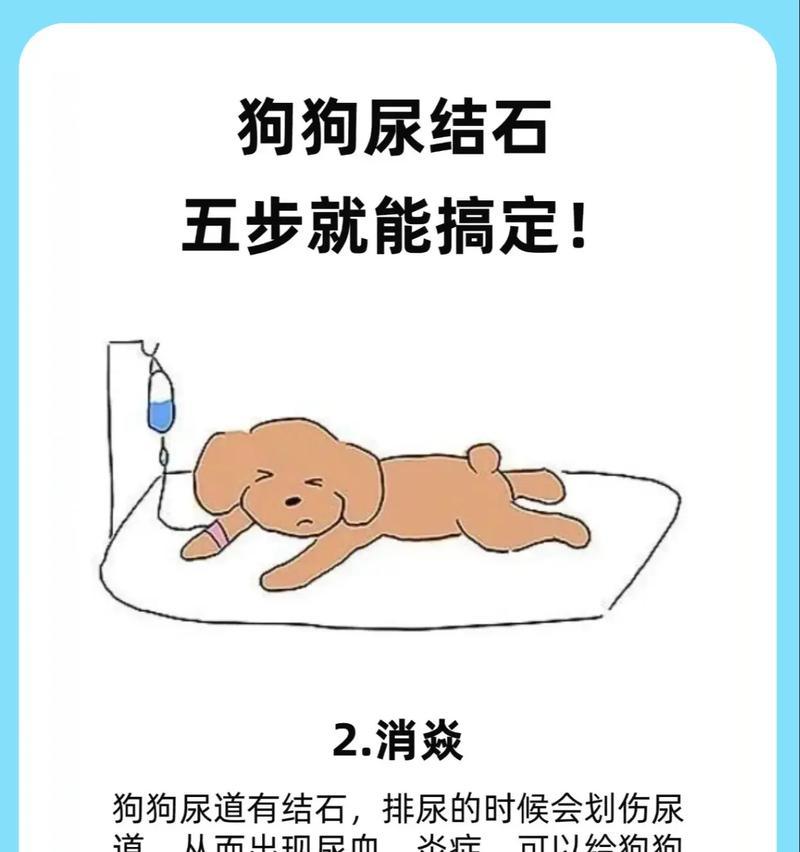 宠物长时间不排尿的危害及解决方法全攻略 宠物长时间不排尿的危害及解决方法全攻略
