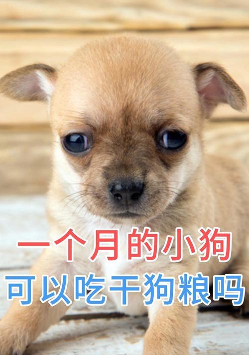 狗狗每天吃多少狗粮合适？科学喂养指南