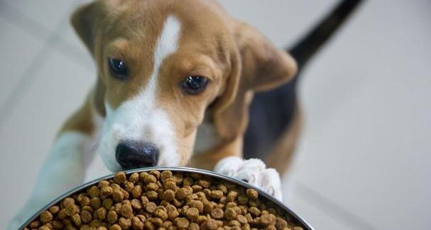 狗狗每天吃多少狗粮合适？科学喂养指南