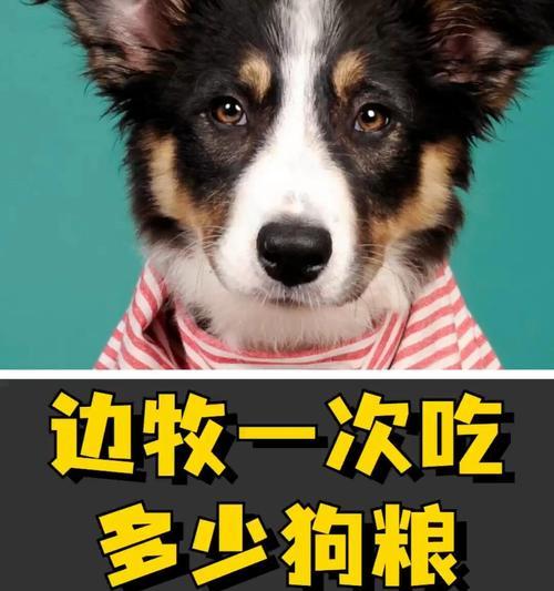狗狗每天吃多少狗粮合适？科学喂养指南