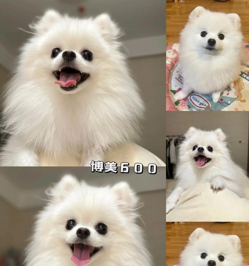 一个月大博美犬驱虫指南：安全用药与健康管理