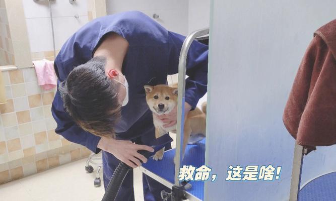 狗狗打完芯片后多久能洗澡,伤口护理全攻略 狗狗打完芯片后多久能洗澡,伤口护理全攻略