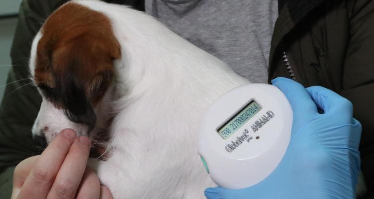 狗狗打完芯片后多久能洗澡,伤口护理全攻略 狗狗打完芯片后多久能洗澡,伤口护理全攻略