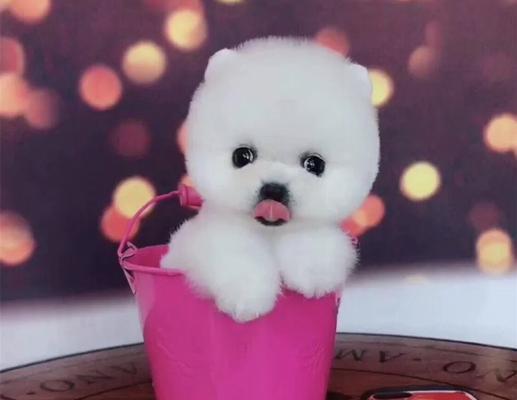 茶杯犬价格多少钱一只？便宜品种推荐及养护指南