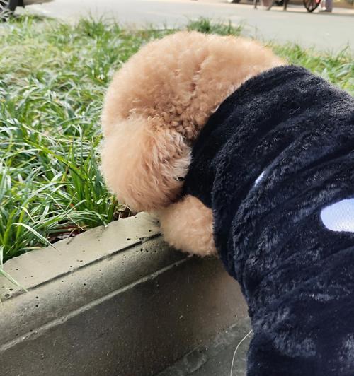 狗狗体重过轻怎么办？15个科学增重方法助爱宠恢复健康