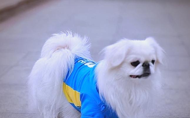 狗狗体重过轻怎么办？15个科学增重方法助爱宠恢复健康