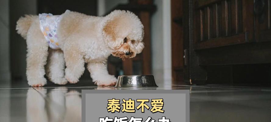 泰迪犬产后不吃食物的原因分析及解决方案 泰迪犬产后不吃食物的原因分析及解决方案