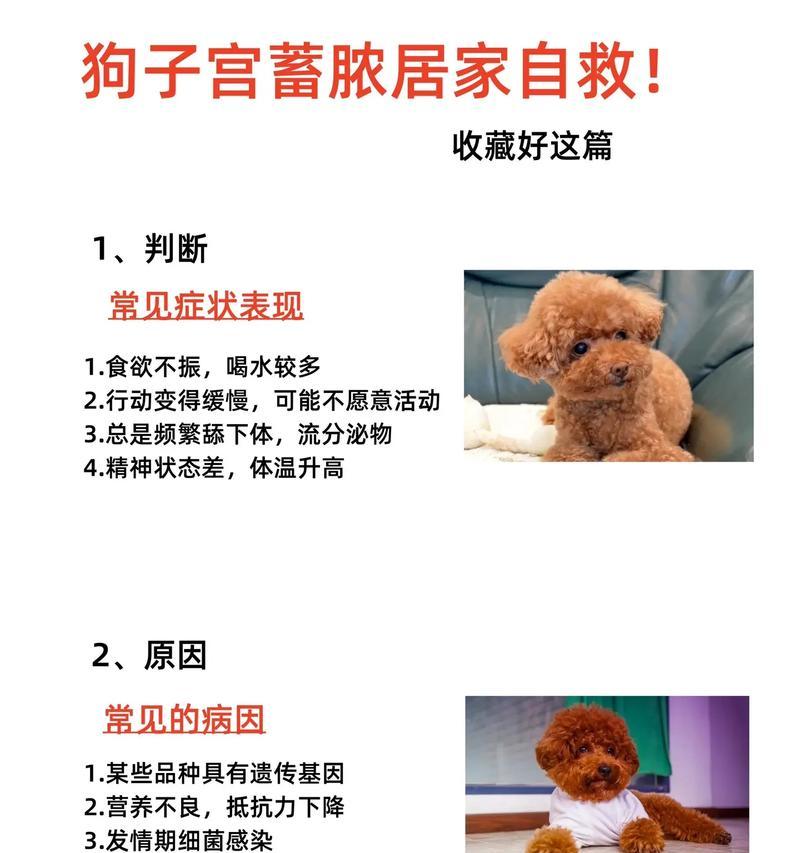 泰迪犬产后不吃食物的原因分析及解决方案 泰迪犬产后不吃食物的原因分析及解决方案