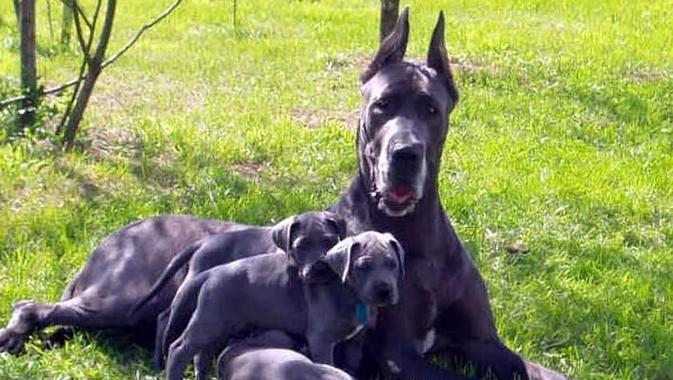 危险犬种识别指南:15种潜在攻击性犬类品种特点解析 危险犬种识别指南:15种潜在攻击性犬类品种特点解析