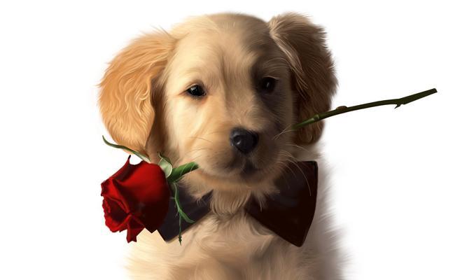 狗狗体重过轻怎么办？15个科学增重方法助爱宠恢复健康