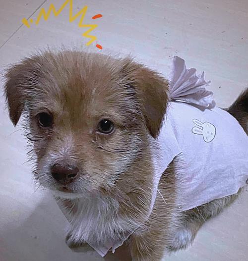 狗患犬疫后多久能再养新狗|实用指南 狗患犬疫后多久能再养新狗|实用指南