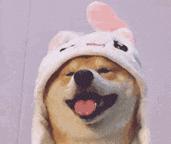 狗狗嗅觉有多敏锐｜探索狗狗最爱的14种气味类型