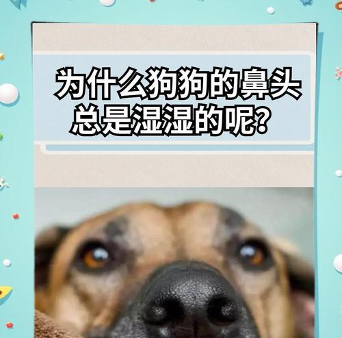 狗狗嗅觉有多敏锐｜探索狗狗最爱的14种气味类型