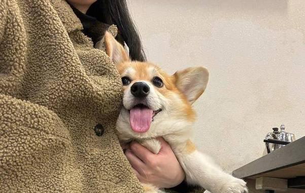 狗狗嗅觉有多敏锐｜探索狗狗最爱的14种气味类型