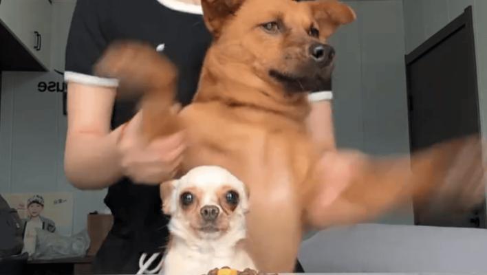 狗狗乱叫怎么办|零食训练法快速解决吠叫问题全攻略 狗狗乱叫怎么办|零食训练法快速解决吠叫问题全攻略