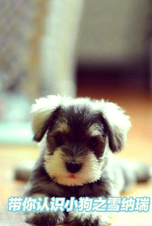 雪纳瑞幼犬养护全攻略|新手必读的15个关键注意事项 雪纳瑞幼犬养护全攻略|新手必读的15个关键注意事项