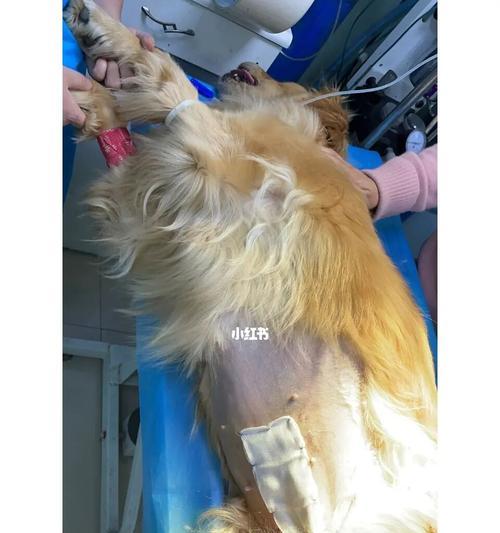 金毛绝育后恢复时间表|宠物护理实用指南 金毛绝育后恢复时间表|宠物护理实用指南