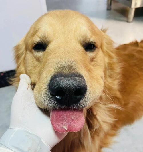 金毛绝育后恢复时间表|宠物护理实用指南 金毛绝育后恢复时间表|宠物护理实用指南