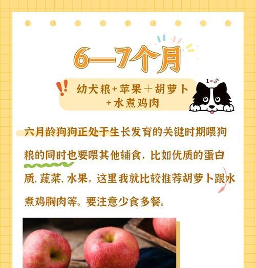 2个月边牧幼犬喂食指南｜科学分配狗粮健康成长