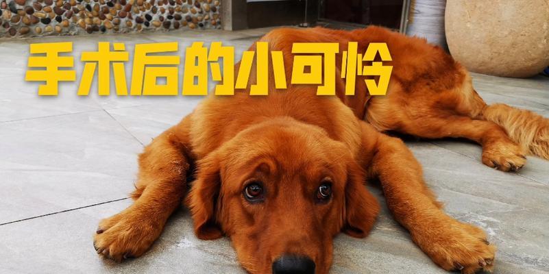 金毛绝育后恢复时间表|宠物护理实用指南 金毛绝育后恢复时间表|宠物护理实用指南