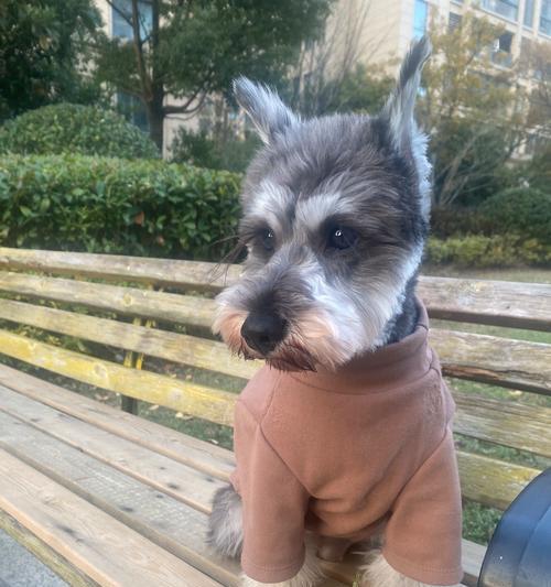 雪纳瑞幼犬养护全攻略|新手必读的15个关键注意事项 雪纳瑞幼犬养护全攻略|新手必读的15个关键注意事项