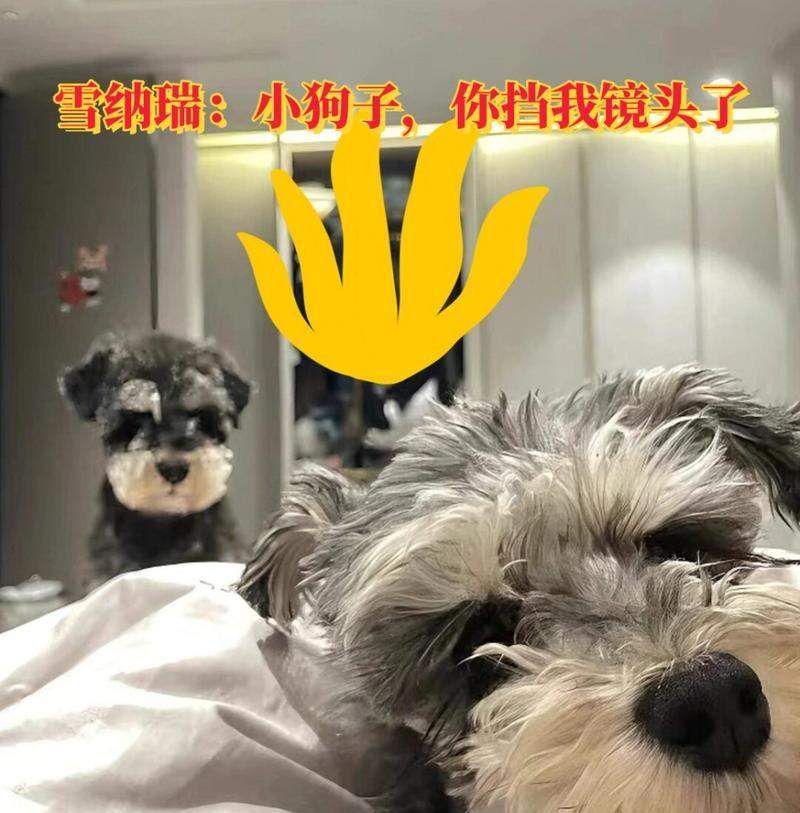 雪纳瑞幼犬养护全攻略|新手必读的15个关键注意事项 雪纳瑞幼犬养护全攻略|新手必读的15个关键注意事项