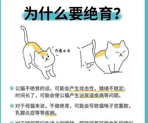 公猫绝育手术费用及注意事项全攻略｜宠物健康必备