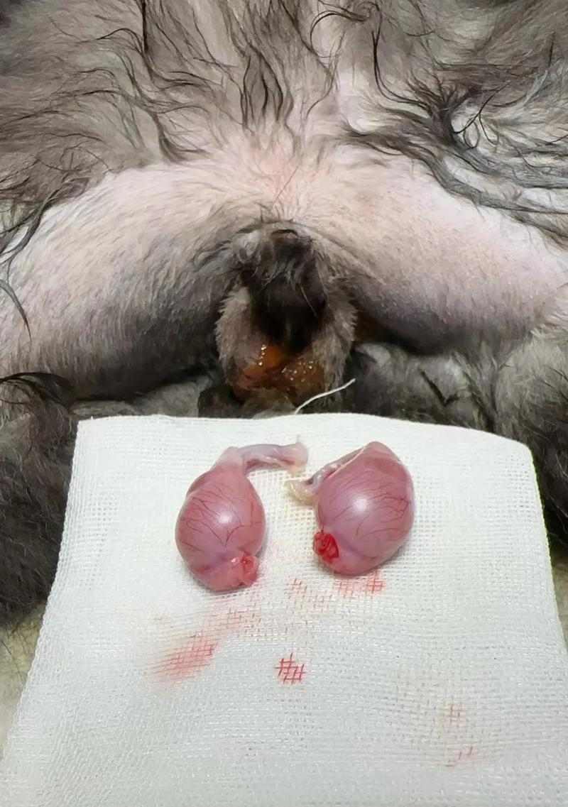 公猫绝育手术费用及注意事项全攻略｜宠物健康必备