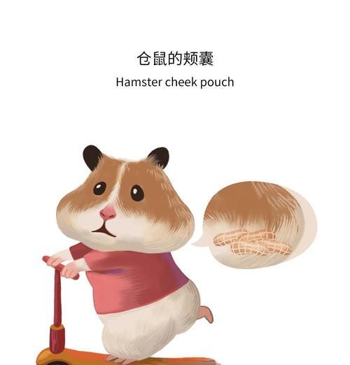 仓鼠颊囊食物储存时间全攻略|影响因素解析 仓鼠颊囊食物储存时间全攻略|影响因素解析