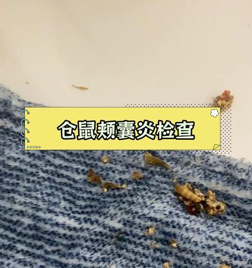 仓鼠颊囊食物储存时间全攻略|影响因素解析 仓鼠颊囊食物储存时间全攻略|影响因素解析