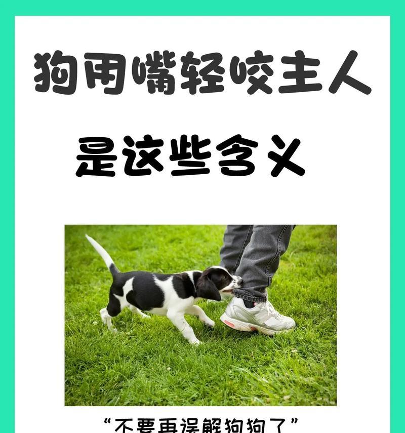 狗狗乱叫怎么办|零食训练法快速解决吠叫问题全攻略 狗狗乱叫怎么办|零食训练法快速解决吠叫问题全攻略