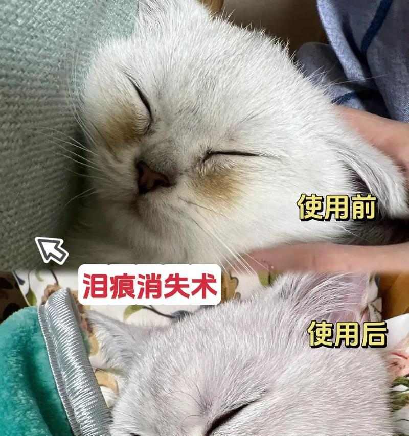 狗狗眼屎多泪痕重治疗全攻略｜5个无副作用有效方法