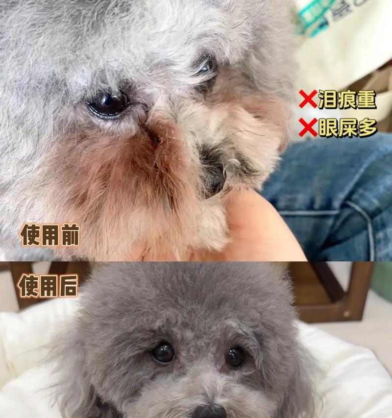 狗狗眼屎多泪痕重治疗全攻略｜5个无副作用有效方法