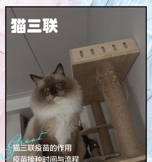 猫咪三连击能持续多久｜宠物养护实用指南