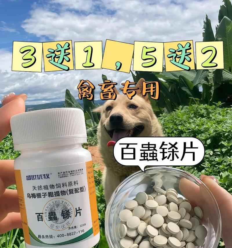 狗狗驱虫周期及关键因素｜宠物健康守护实用指南