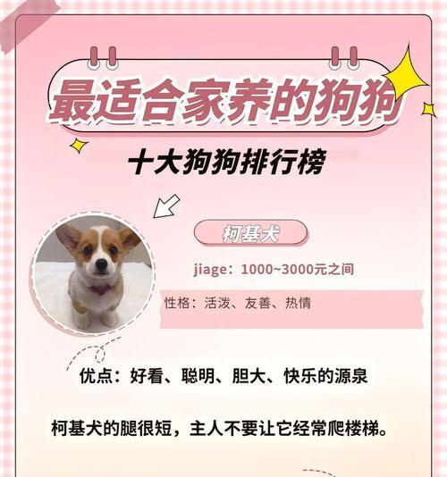 新手养狗指南|如何选择适合的狗狗品种和健康幼犬 新手养狗指南|如何选择适合的狗狗品种和健康幼犬