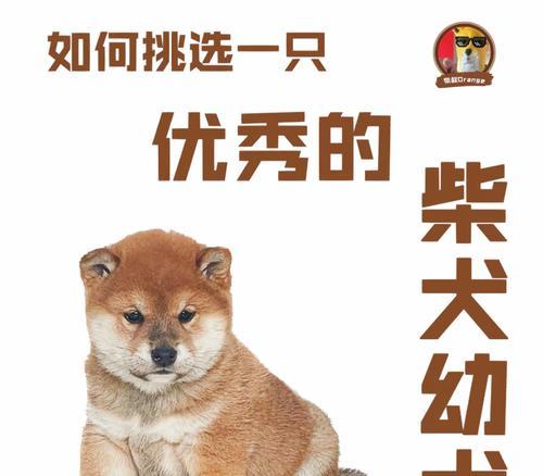 新手养狗指南|如何选择适合的狗狗品种和健康幼犬 新手养狗指南|如何选择适合的狗狗品种和健康幼犬