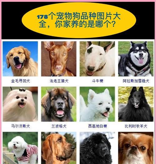 新手养狗指南|如何选择适合的狗狗品种和健康幼犬 新手养狗指南|如何选择适合的狗狗品种和健康幼犬